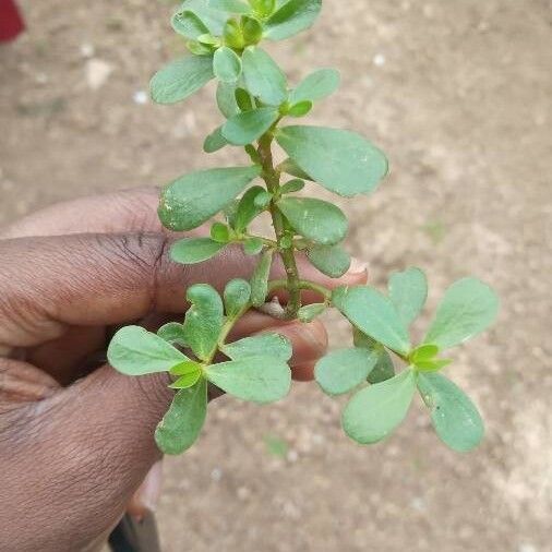 Portulaca oleracea Кора