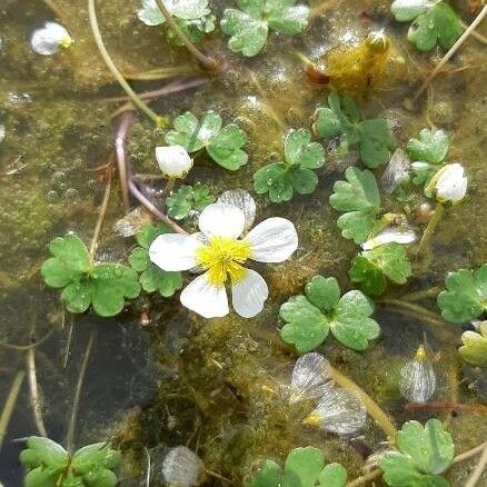 Ranunculus peltatus Cvet