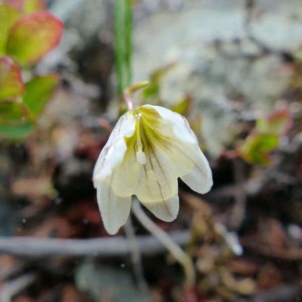 Gagea serotina Flower