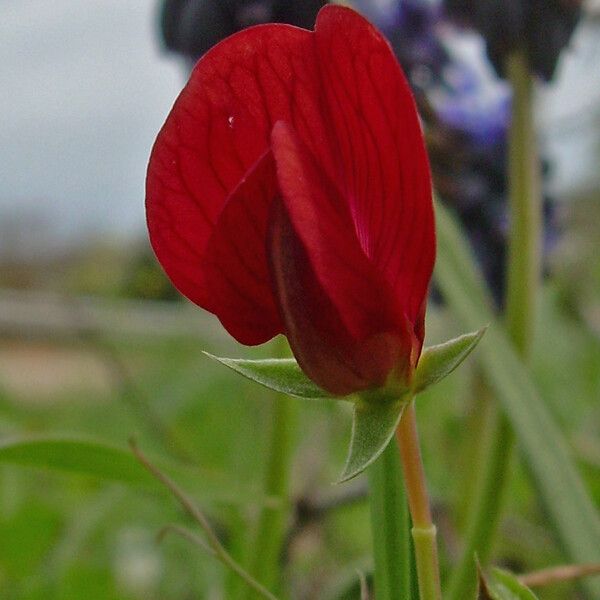 Lathyrus cicera Virág