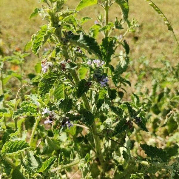 Hyptis suaveolens Flor