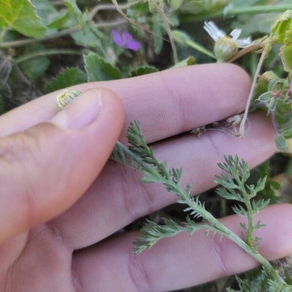 Anthemis arvensis Leaf