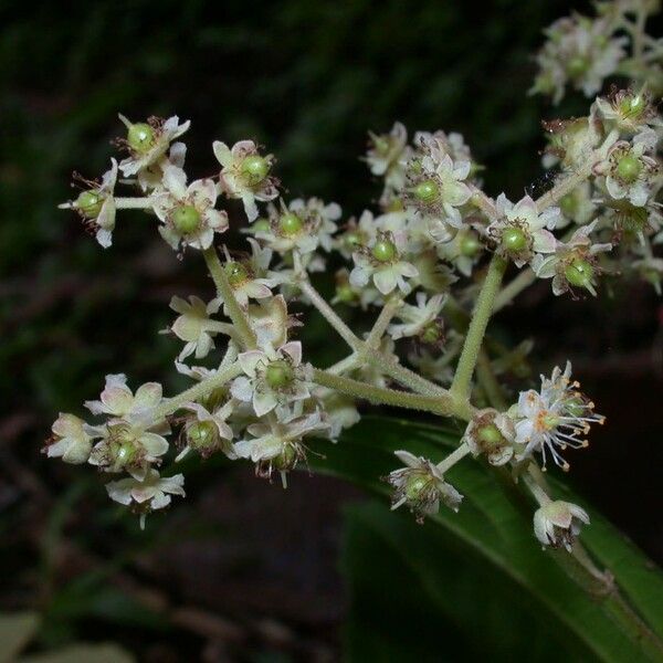 Hasseltia floribunda 花