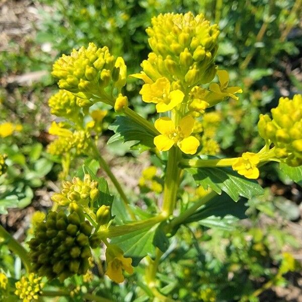 Barbarea vulgaris Õis