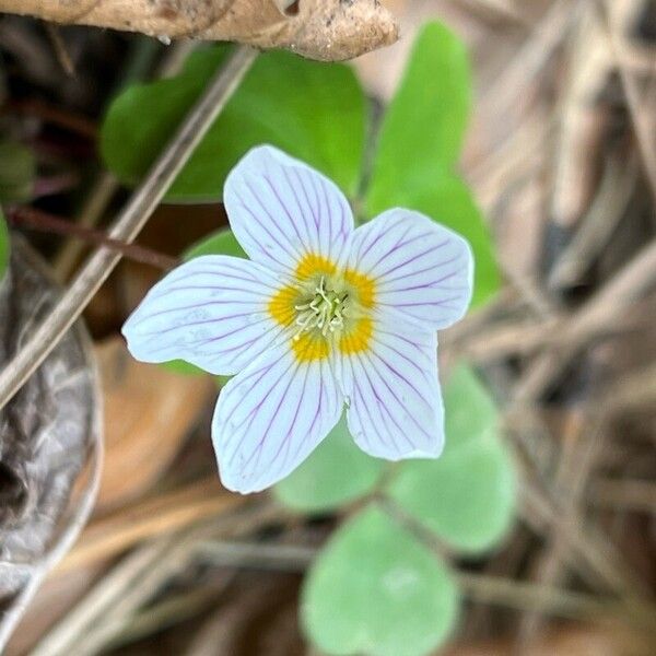 Oxalis acetosella Flower