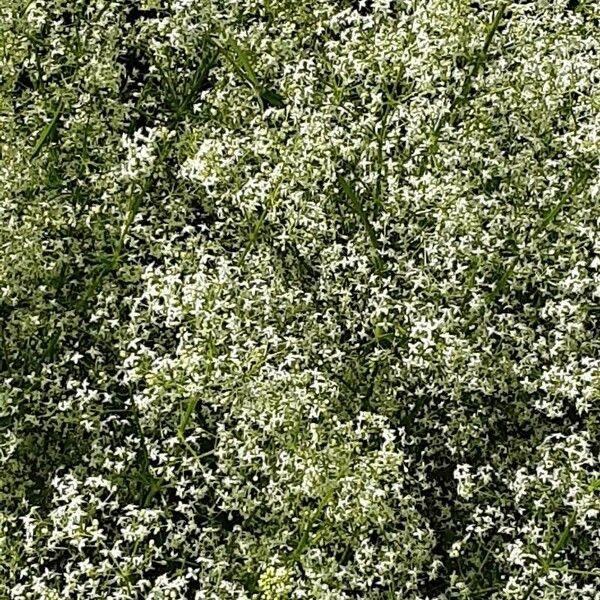 Galium album Habitat