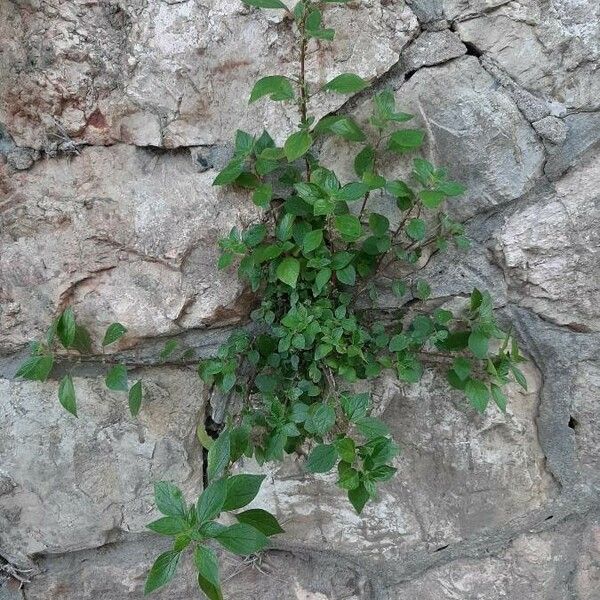 Parietaria judaica Habitus