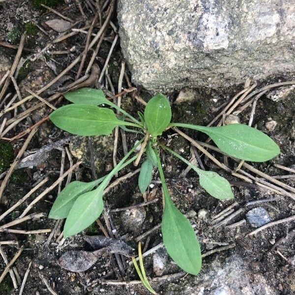 Rumex acetosella Лист