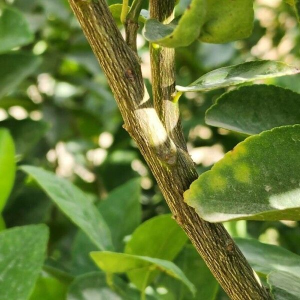 Citrus latifolia Bark