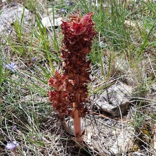 Orobanche foetida Cvet