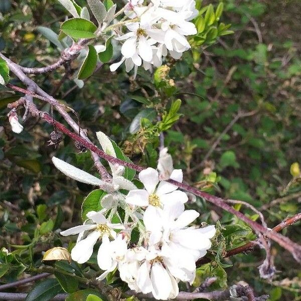 Amelanchier ovalis 花