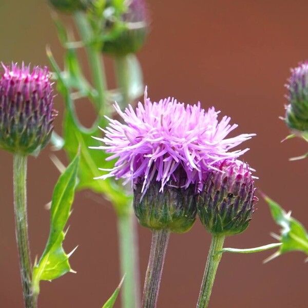 Cirsium arvense Žiedas