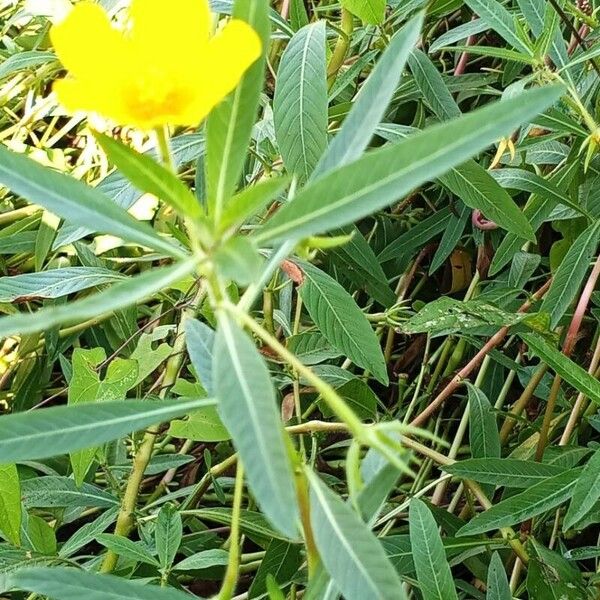 Ludwigia grandiflora Flower