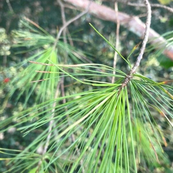 Pinus strobus Folha