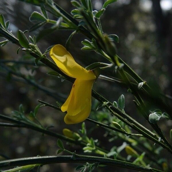 Cytisus scoparius Flower