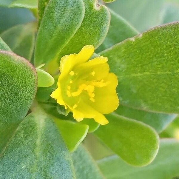 Portulaca oleracea 花