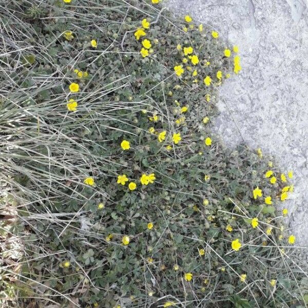 Potentilla verna Floare