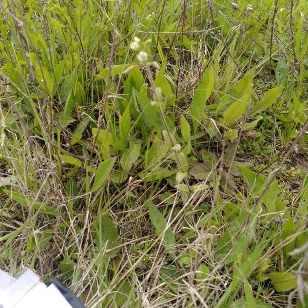 Cerastium semidecandrum Costuma