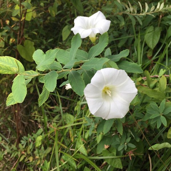 Calystegia sepium 花