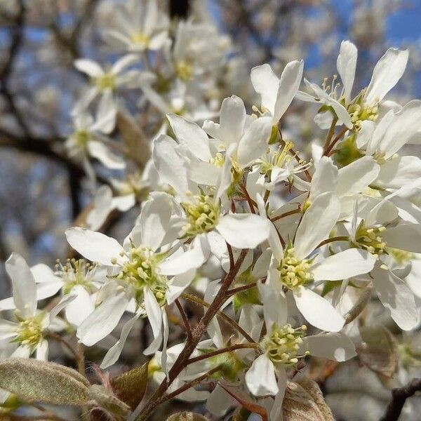 Amelanchier × lamarckii Çiçek