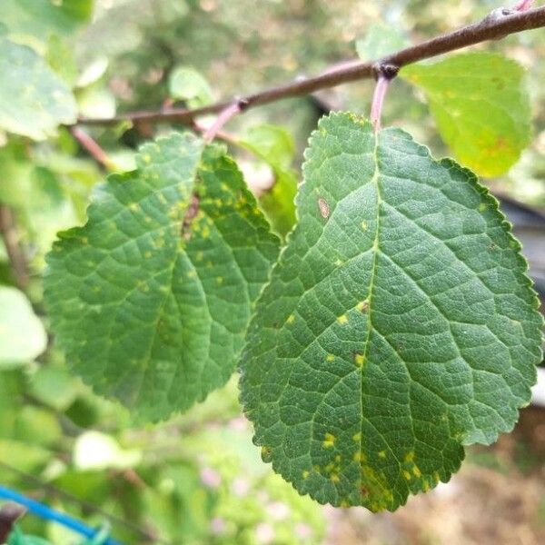 Prunus spinosa Leaf