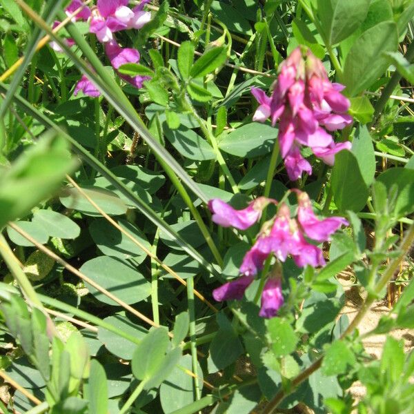 Lathyrus japonicus Blomst