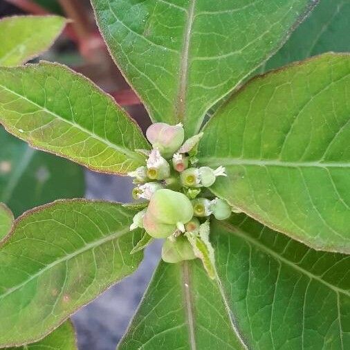 Euphorbia heterophylla Blomma