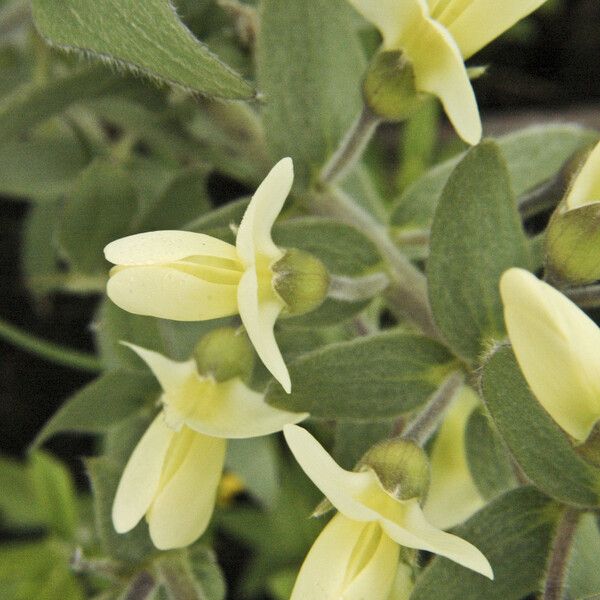 Baptisia bracteata Flower