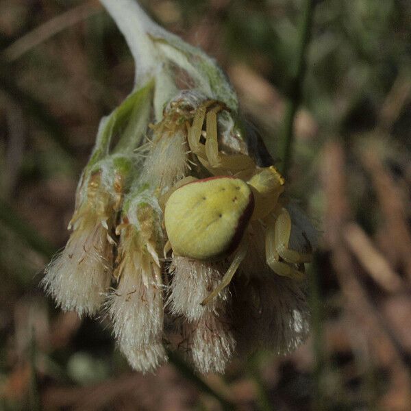 Antennaria howellii 花