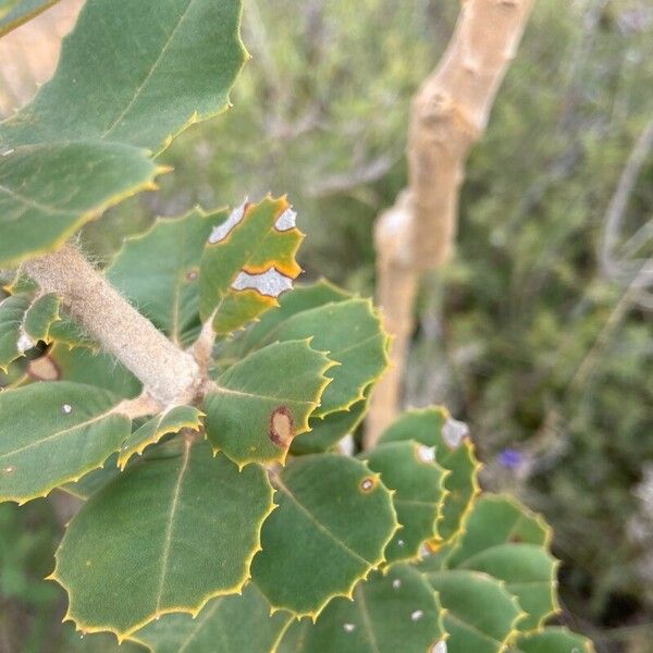 Banksia coccinea Leaf