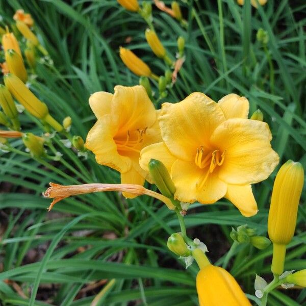 Hemerocallis lilioasphodelus Çiçek