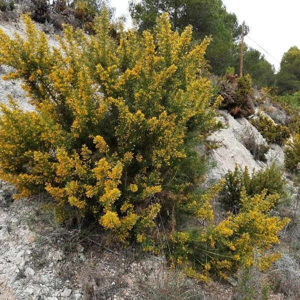 Ulex parviflorus Habit