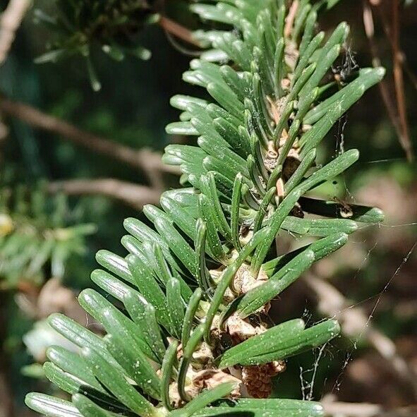 Abies nebrodensis ᱥᱟᱠᱟᱢ