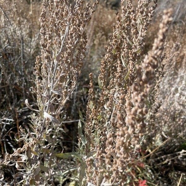 Artemisia cana Квітка