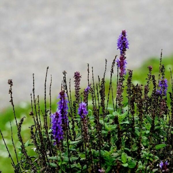 Veronica spicata Цвят