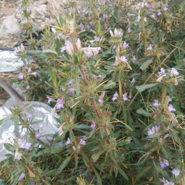 Hygrophila auriculata Flower