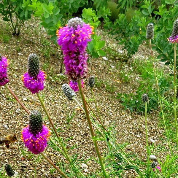 Dalea purpurea Flower