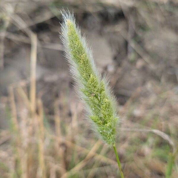 Polypogon monspeliensis Плод