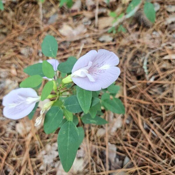 Clitoria mariana Çiçek