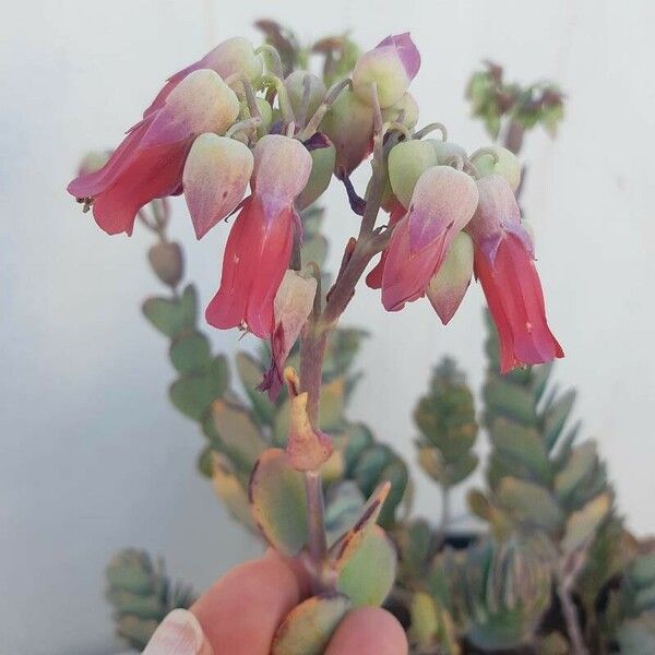 Kalanchoe marnieriana Flower