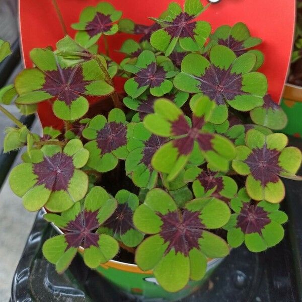 Oxalis tetraphylla Blad