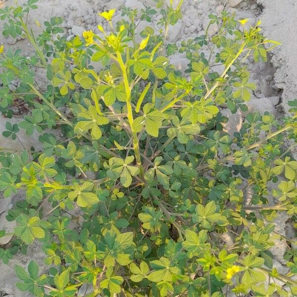 Cleome viscosa Muu