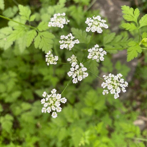 Chaerophyllum temulum Blomma