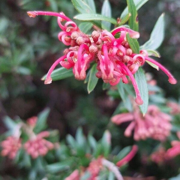 Grevillea rosmarinifolia Çiçek