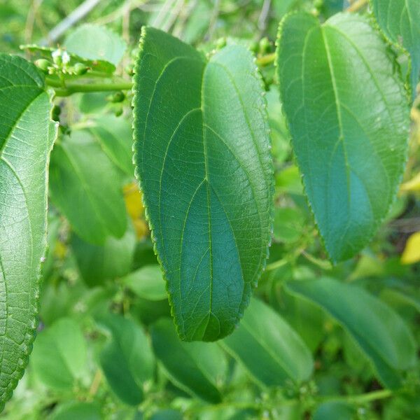 Trema orientale Leaf