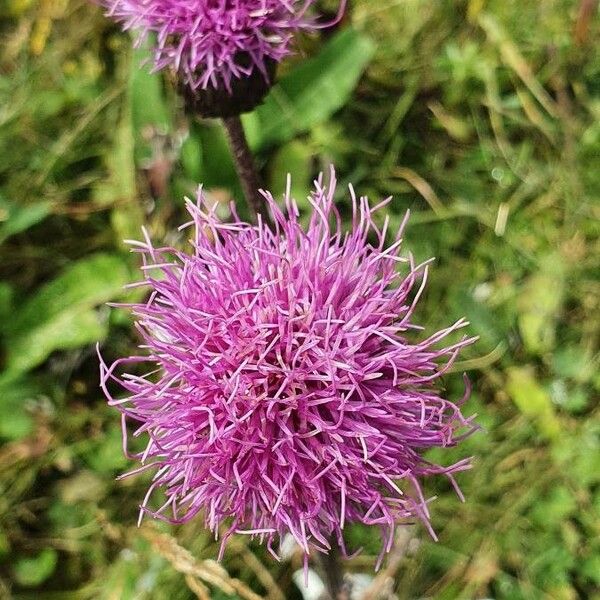 Cirsium heterophyllum Blomst