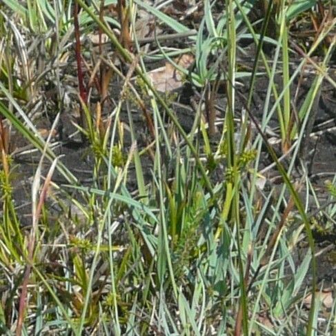 Carex oederi Bloem