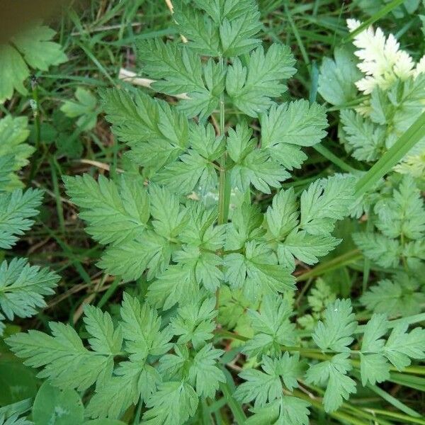 Anthriscus sylvestris Lehti