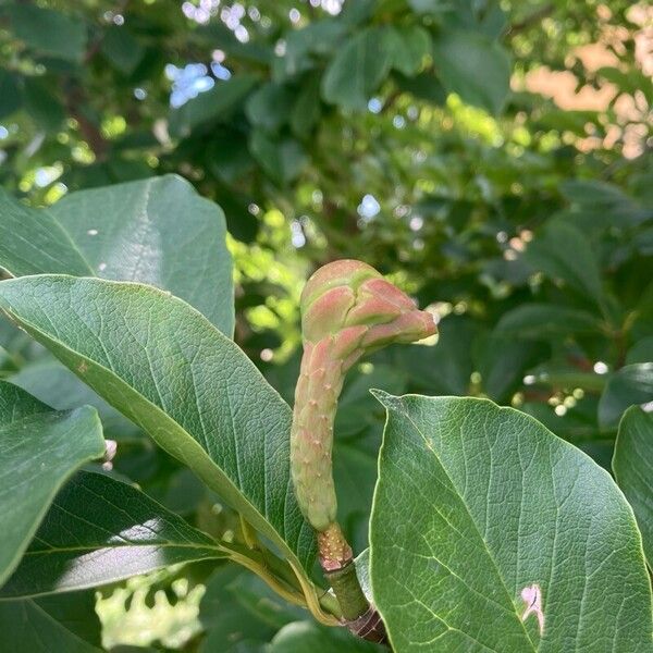 Magnolia kobus Flor