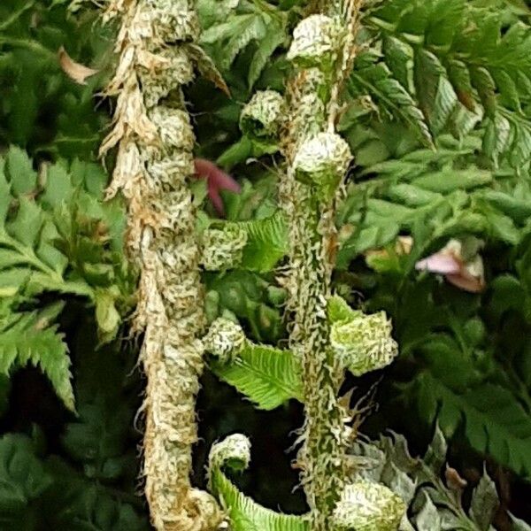 Polystichum munitum Blatt